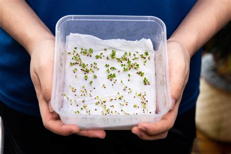 Cómo germinar porotos Huerto en casa