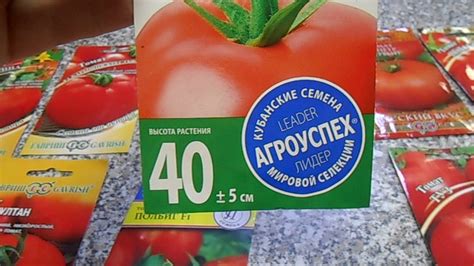 Томаты низкорослые, детерминантного типа, крупноплодные - YouTube