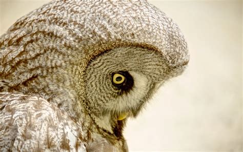 K Athene Cunicularia Birds Owls Head Glance Hd Wallpaper Rare