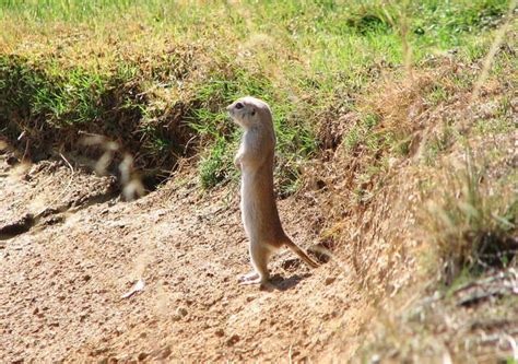 Spermophilus - Alchetron, The Free Social Encyclopedia