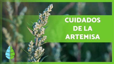 Cómo CULTIVAR la ARTEMISA Ubicación Riego Sustrato y Cosecha