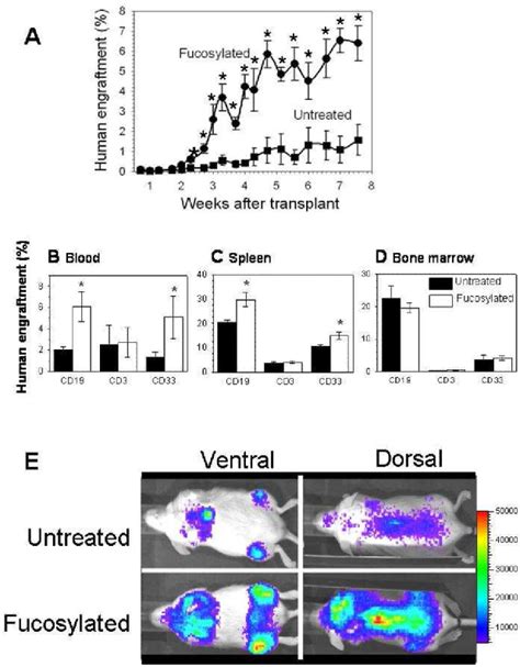 Figure 1 From Ex Vivo Fucosylation Improves Human Cord Blood