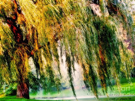 Weeping Willow Tree Painterly Monet Impressionist Dreams Photograph by ...