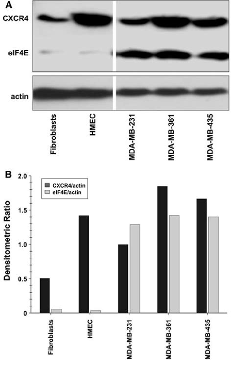 Western Blot Analysis Of Eif E Protein Levels In Normal Breast