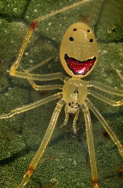 Top 10 Strangely Beautiful and Unusual Spiders