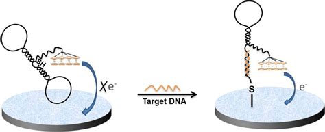 Scheme Of The Unmodified Electrode Electrochemical Dna Sensor Download Scientific Diagram