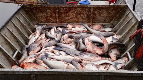 Photos: Capturing the Invasive Asian Carp in the Illinois River | Chicago Tonight | WTTW