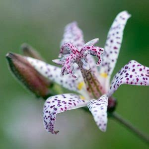 Toad Lily Tricyrtis A Delightfully Exotic Perennial For Your Garden