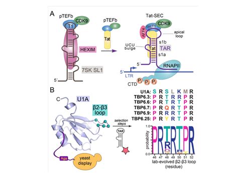 Schematic Diagram Of Tat Interactions With Human Sk And Hiv Tar