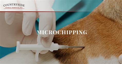 Microchipping Keep Your Pet Safe In Fort Collins Countryside Animal