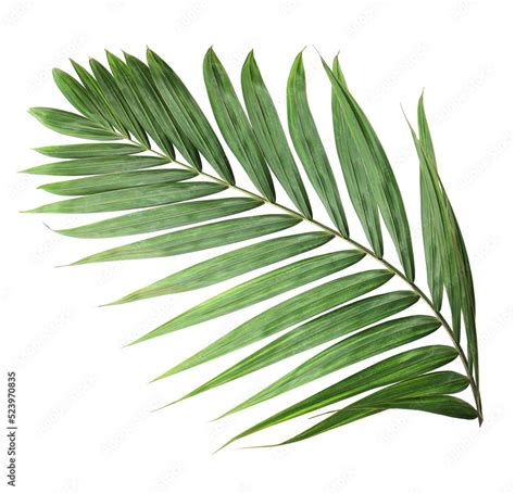 Tropical Nature Green Palm Leaf On Transparent Background Png File