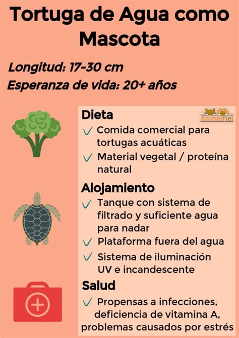 Cómo Cuidar a una Tortuga de Agua Hogar Dieta Salud