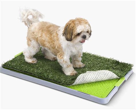 Indoor Dog Potty for Havanese: A Comprehensive Guide