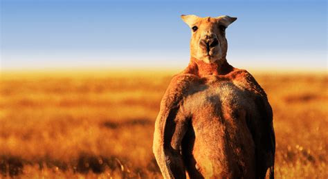 Largest Kangaroo In The World