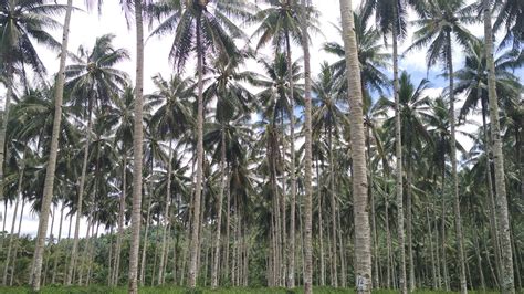 Perkebunan Kelapa Dalam Di Daerah Sulawesi Utara