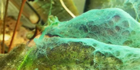 How To Kill Blue Green Algae Cyanobacteria In Freshwater Aquarium