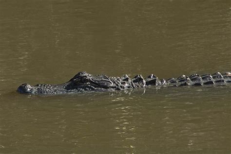 Mosquito Lagoon & Indian River Wildlife Gallery