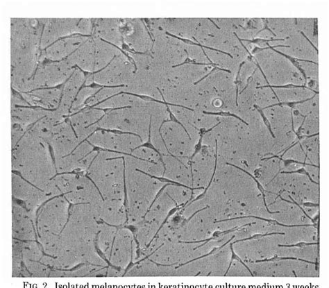 Figure 2 From A Procedure For The Isolation Of Primary Cultures Of