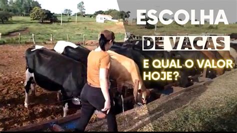 Selecionando Vacas Leiteiras E Qual O Valor Pago Youtube