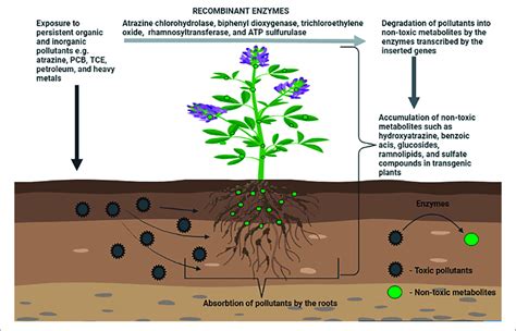 Schematic Representation Of Phytoremediation Strategies By Transgenic Download Scientific