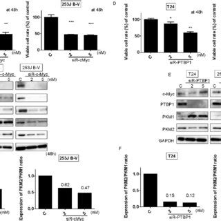 Knockdown Of KLF4 Affected PTBP1 PKMs Cascade In BC Cells Effects Of