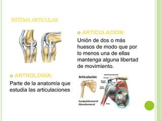 Sistema Articular Ppt