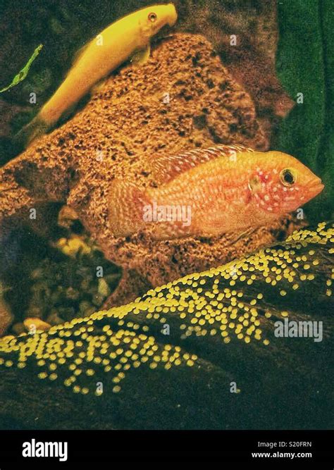 Tropical Fish Jewel Cichlid Guarding Her Eggs Watched By A Golden