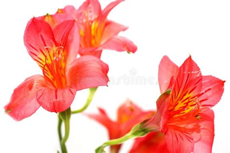 Red Peruvian Lily Picture Image 5467957
