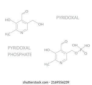 Pyridoxal Phosphate Pyridoxal Molecular Skeletal Chemical Stock Vector