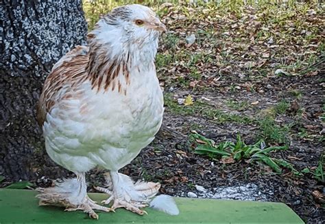 Green Queen Chicken: All You Need To Know | Chicken Fans