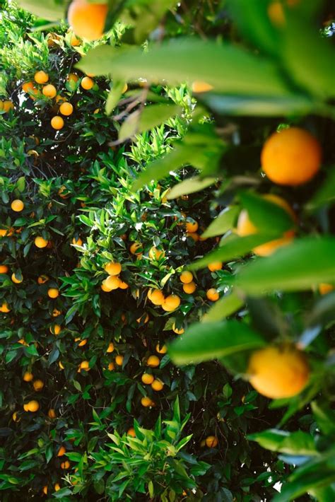 Citrus Care Fix Nutrient Deficiencies Effectively