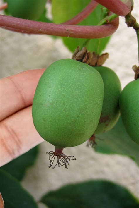 Buy Issai Hardy Kiwi Vine Self Fertile FREE SHIPPING Wilson Bros