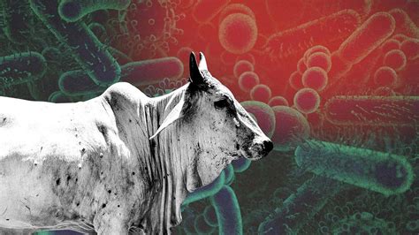 Lumpy Skin Disease Kills 67000 Cattle Across India Details Here