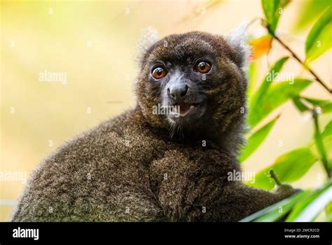 Greater Bamboo Lemur - Prolemur simus, rare beautiful primate endemic ...