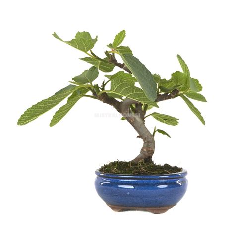 Ficus carica. Bonsai 7 years. Fig tree | Fig tree | Mistral Bonsai