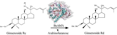 Proposed Biotransformation Pathway Of Ginsenoside Rc Into Rd By Bsabfa