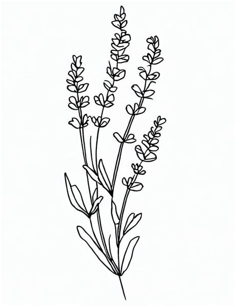 Desenhos De Imagem De Lavanda Para Colorir E Imprimir Colorironline