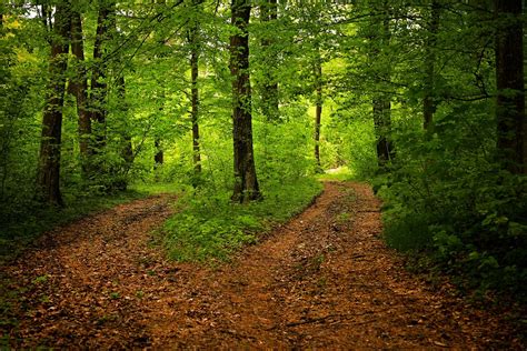 Free Photo Path Forest Nature Season Green Free Image On Pixabay