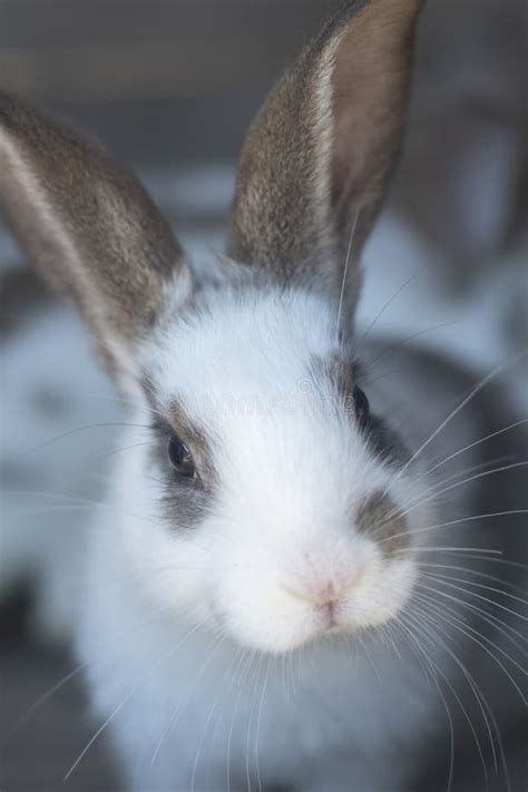 Close Up Shot Of White Rabbit And Brown Spots Stock Photo Image Of