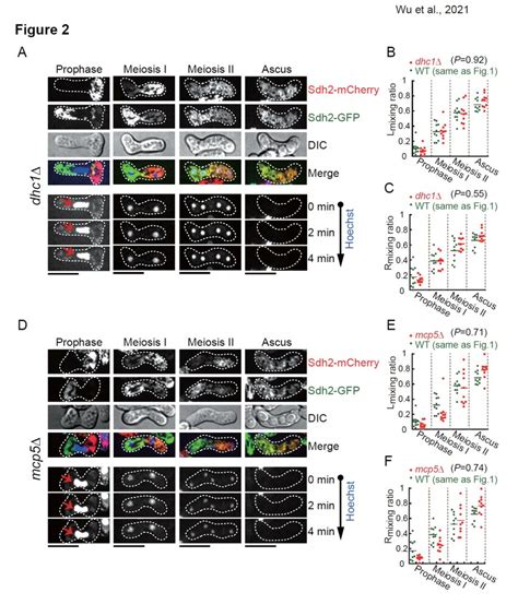 Mitochondrial Mixing During Meiosis In Cells Lacking Dynein Or Mcp5 Download Scientific