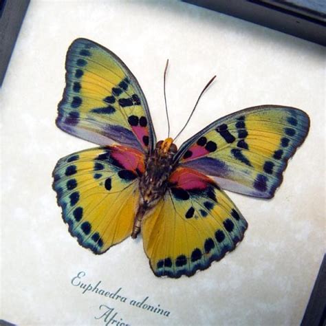 Euphaedra Adonina Golden Themis Forester Real Framed Butterfly