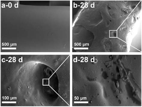 Figure From In Vitro And In Vivo Degradation Behavior Of Poly