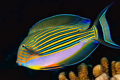 Striped Surgeonfish Acanthurus Lineatus Sea Fish Marine Fish