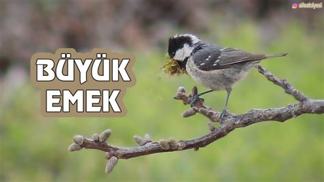 Büyük Emek Çam Baştankarasının Yuva Çalışmaları Baştankara Yuva Yapıyor Coal Tit Is Nesting