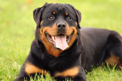 Quais S O Os Cachorros Mais Lindos Do Mundo Conhe A As Ra As Guia