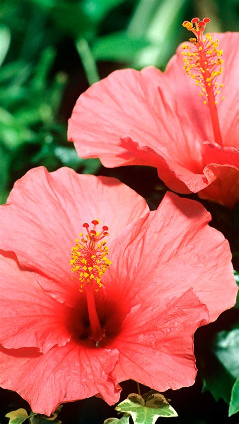 🔥 49 Hibiscus Wallpapers Wallpapersafari