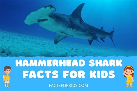 12 Hammerhead Shark Facts For Kids To Swim Through Facts For Kids