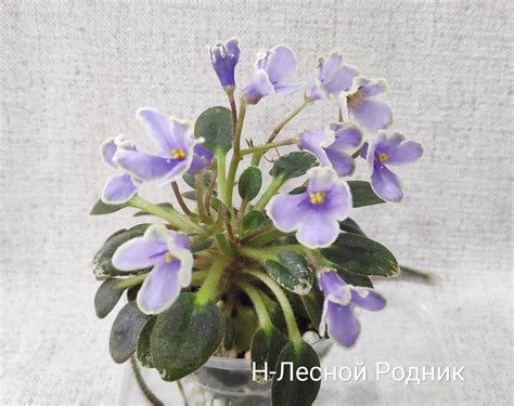 Главная страница | Фиалки в Красноярске