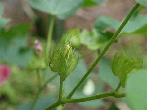 Gossypium – eFlora of India