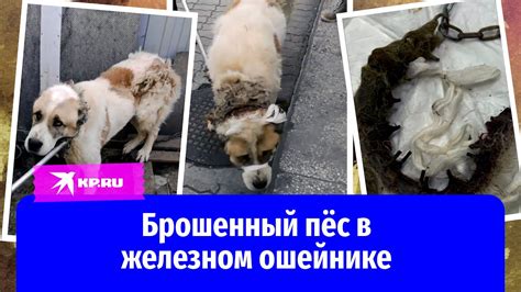 В Севастополе спасли брошенного пса в железном ошейнике с шипами - YouTube